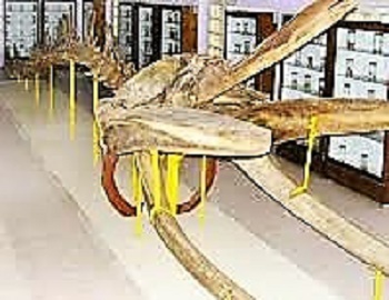 Aquarium & Museum