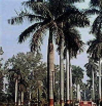 Kamla Nehru Vatika in Muzaffarnagar