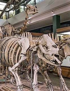 Zoology Museum in Muzaffarnagar