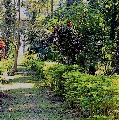 Botanical Garden in Noida