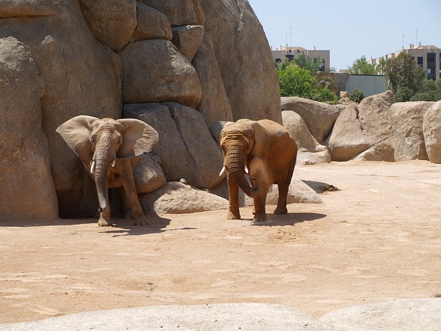 Bioparc Valencia