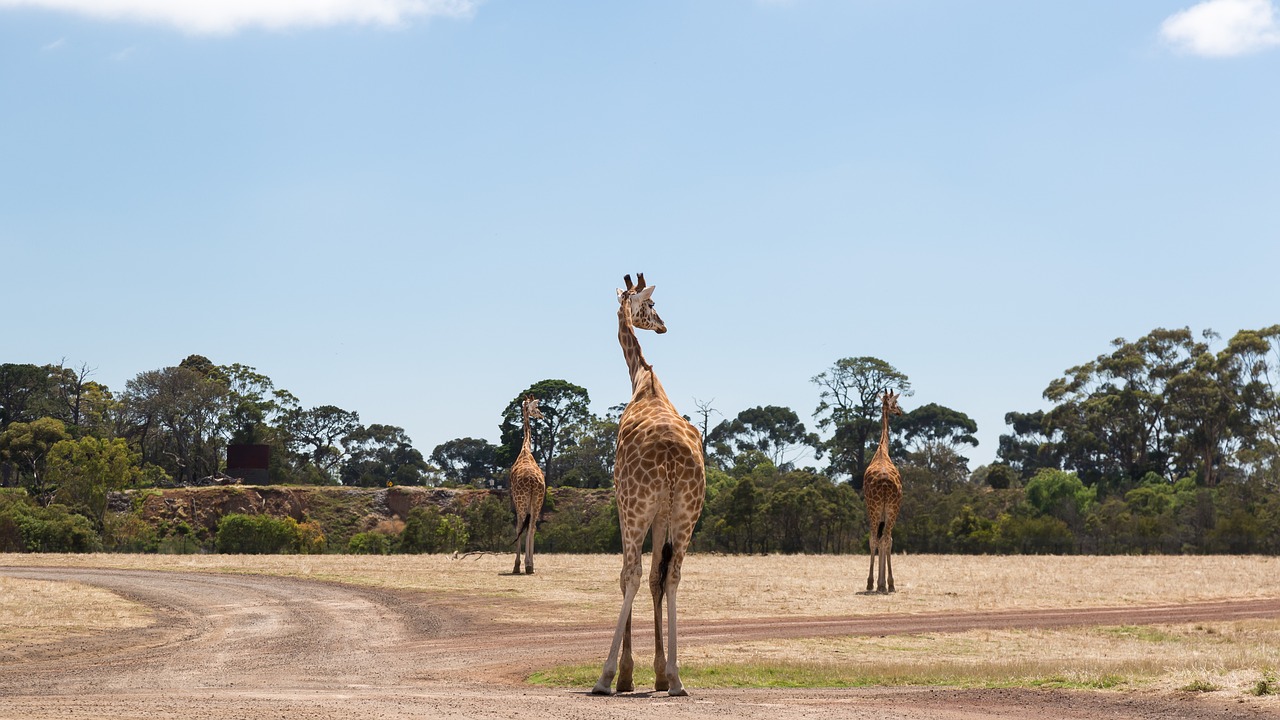 Melbourne Zoo