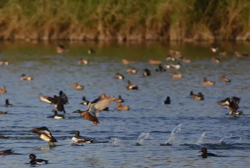 YAMUNA BIODIVERSITY PARK