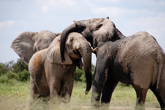 Peppara Wildlife Sanctuary