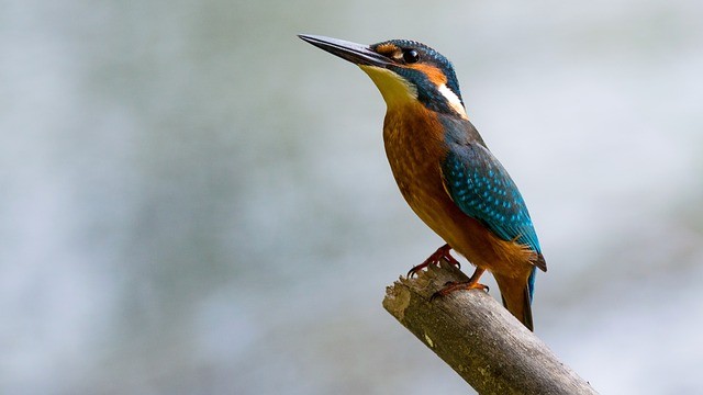 Bicauri National Park