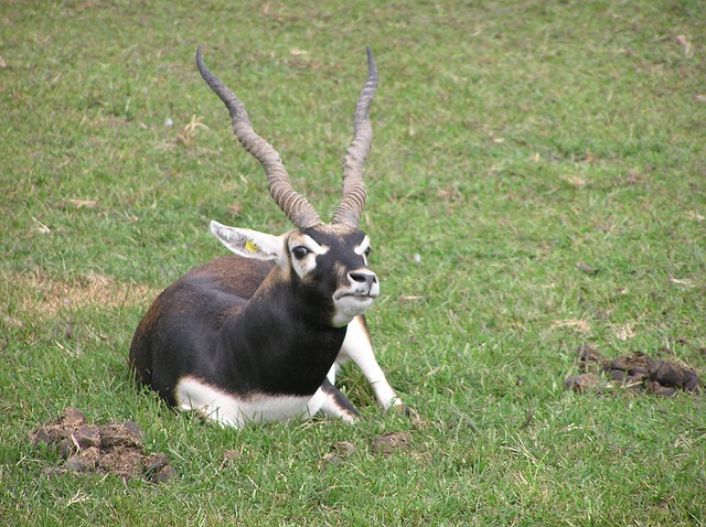 Black-Buck Sanctuary