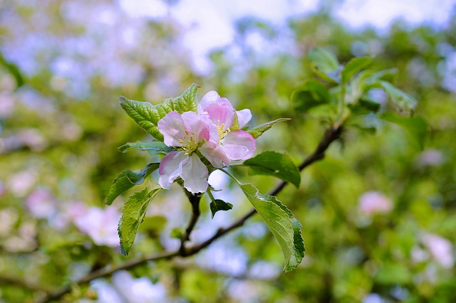 Chaubatia Orchards in Almora
