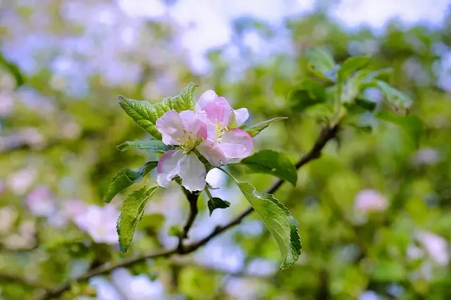Chaubatia Orchards