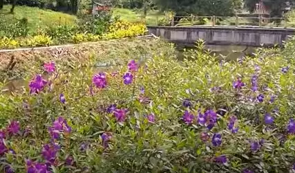 Blossom International Park