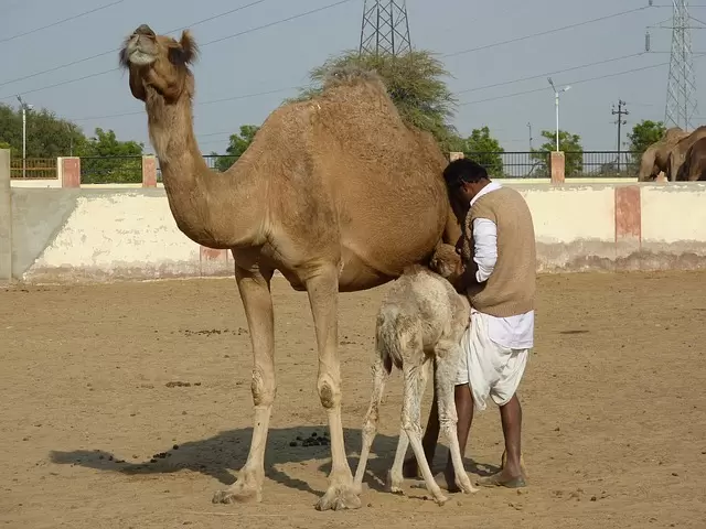 Camel Breeding Farm