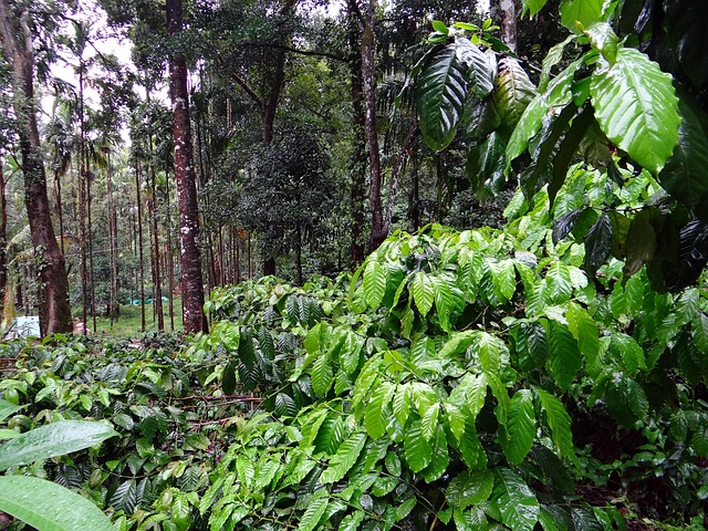 Madikeri