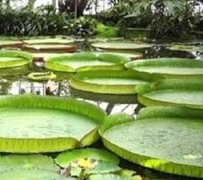 National Botanical Garden