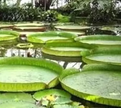 National Botanical Garden