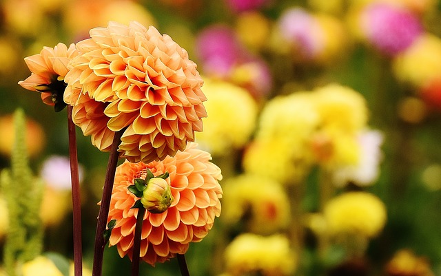 Florican Garden