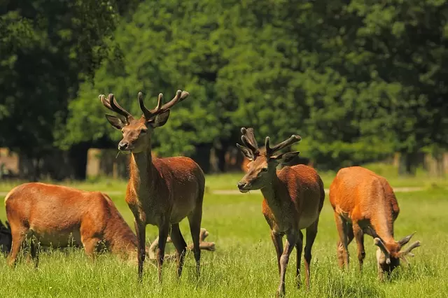 Deer Park Almora