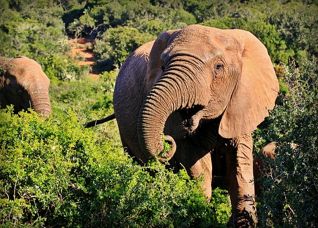 Chimmony Wildlife Sanctuary in Thrissur