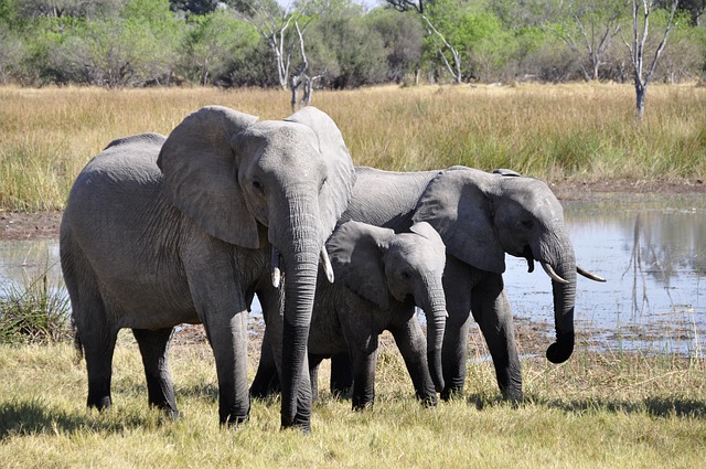 Bandipur National Park