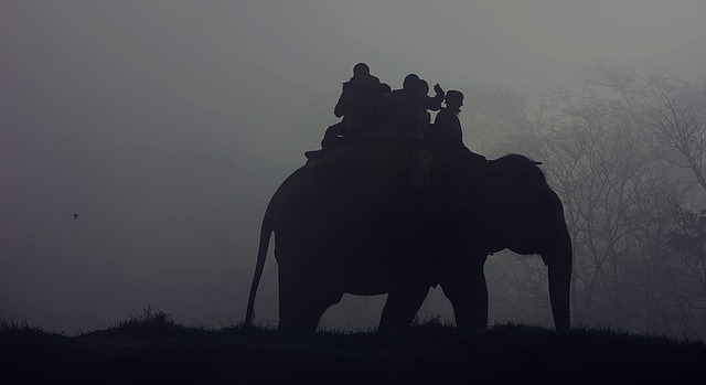 Jungle Safari