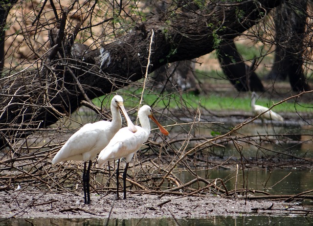 Kadalundi Bird Sanctuary in Kozhikode