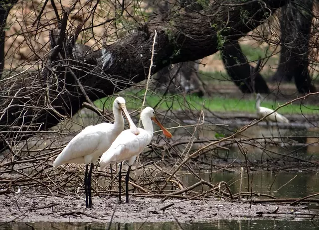 Kadalundi Bird Sanctuary