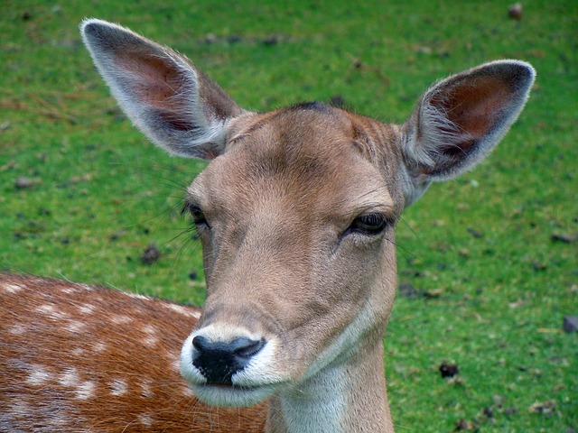 Kanchula Korak Musk Deer Sanctuary