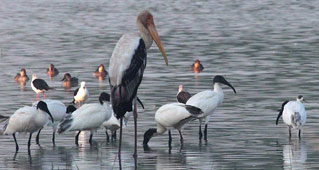 Sultanpur Lake Bird Sanctuary in Gurgaon