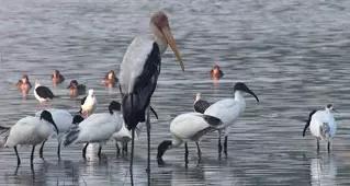 Sultanpur Lake Bird Sanctuary