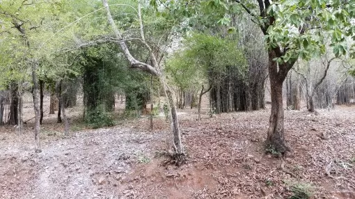 Van Vihar National Park