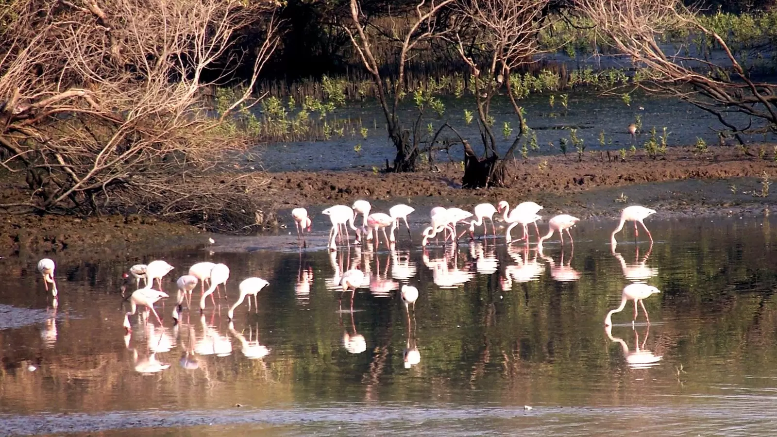 SEWRI JETTY (FLAMINGO POINT)