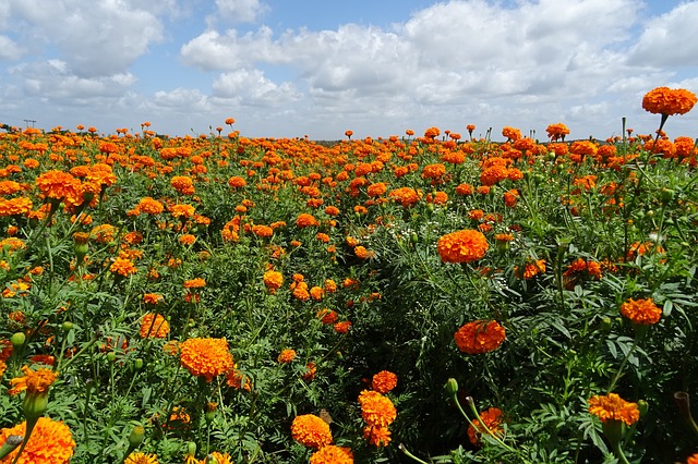 BHAVNAGAR