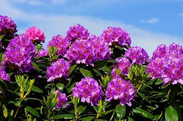 Shingba Rhododendron Sanctuary