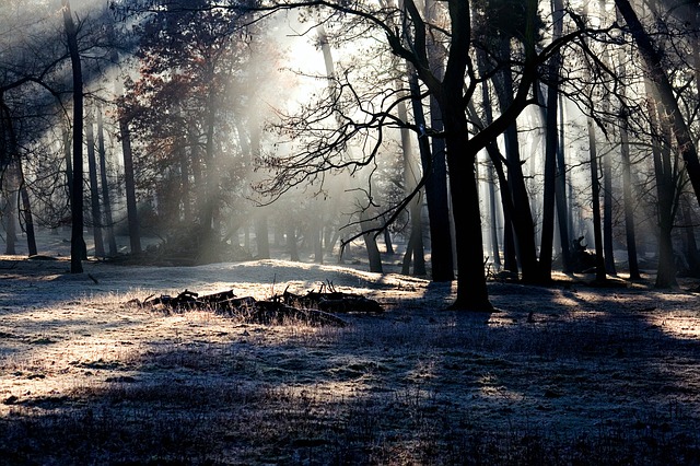 Gir Forest