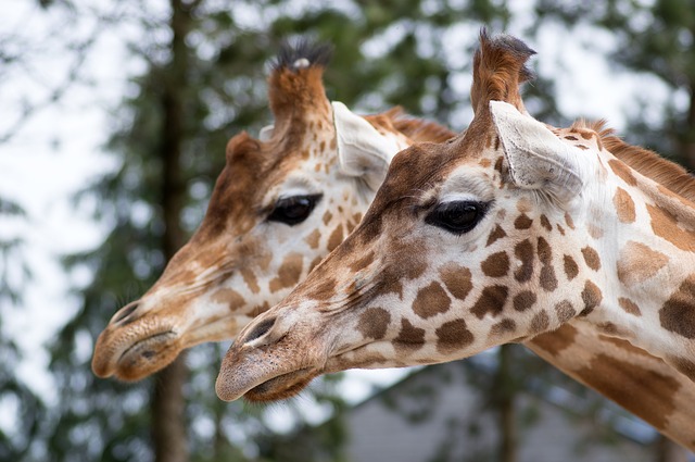 Taronga Zoo