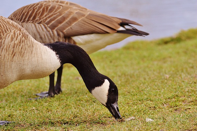 Maldhok Bird Sanctuary