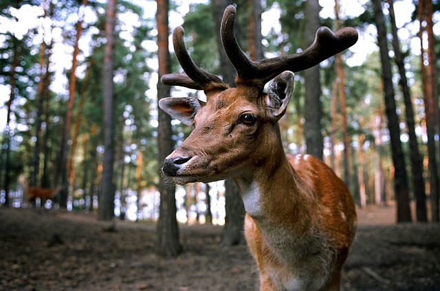 Shikargarh Wildlife Reserve