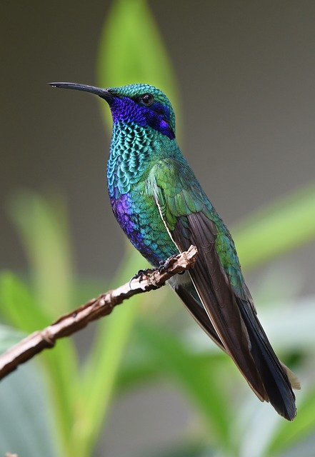 Karnala Bird Sanctuary