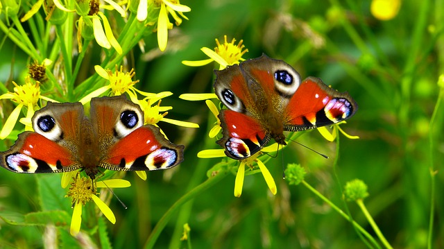 Butterfly Park