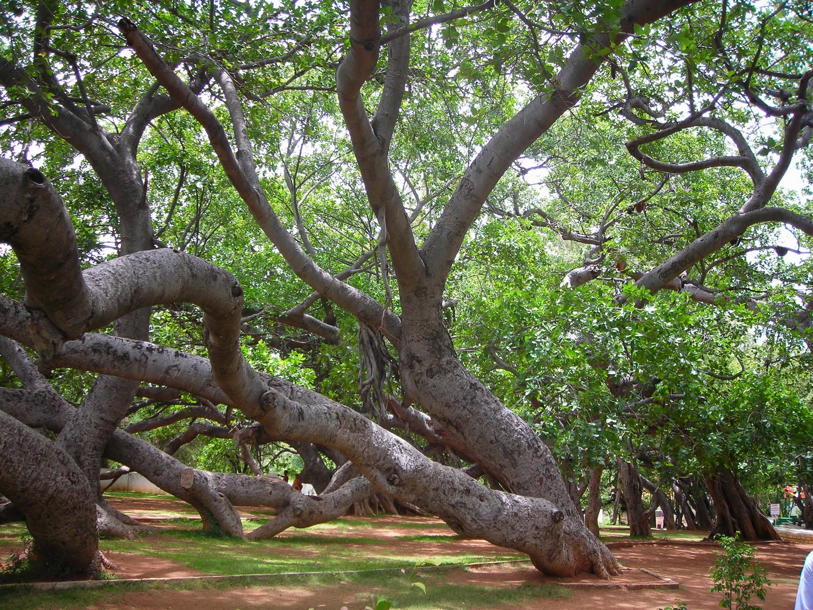 The Historical Banyan Tree in Amritsar