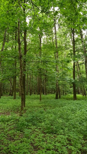 Izmailovsky Park in Moscow