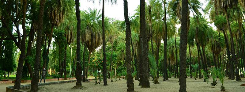 Indira Park