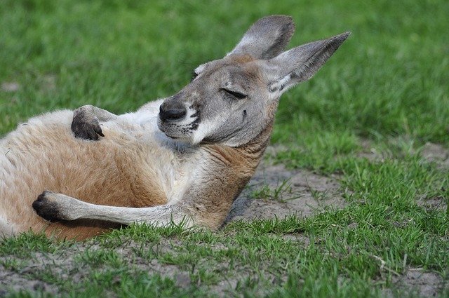 Featherdale Wildlife Park 