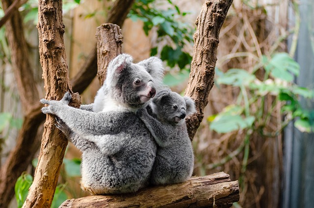 Koala Park Sanctuary 