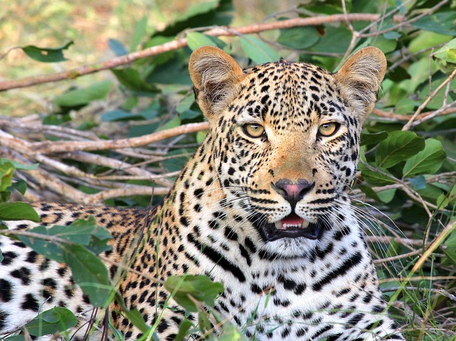 Neyyar Wildlife Sanctuary
