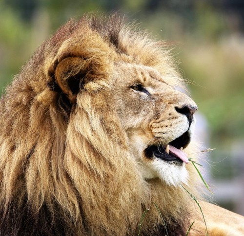 Nuremberg Zoo