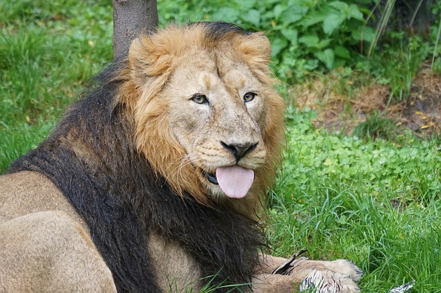 Mysore Zoo