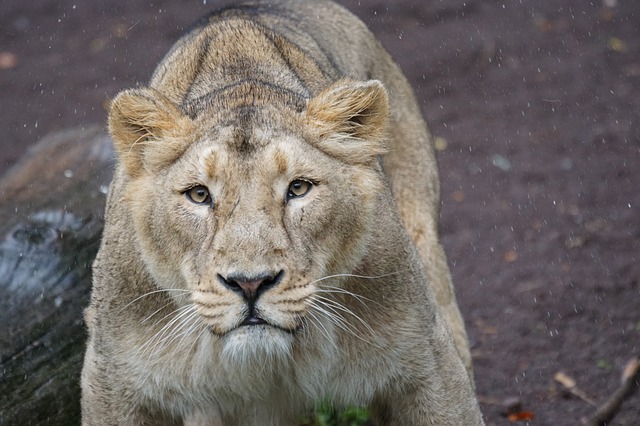 Chilla Wildlife Sanctuary