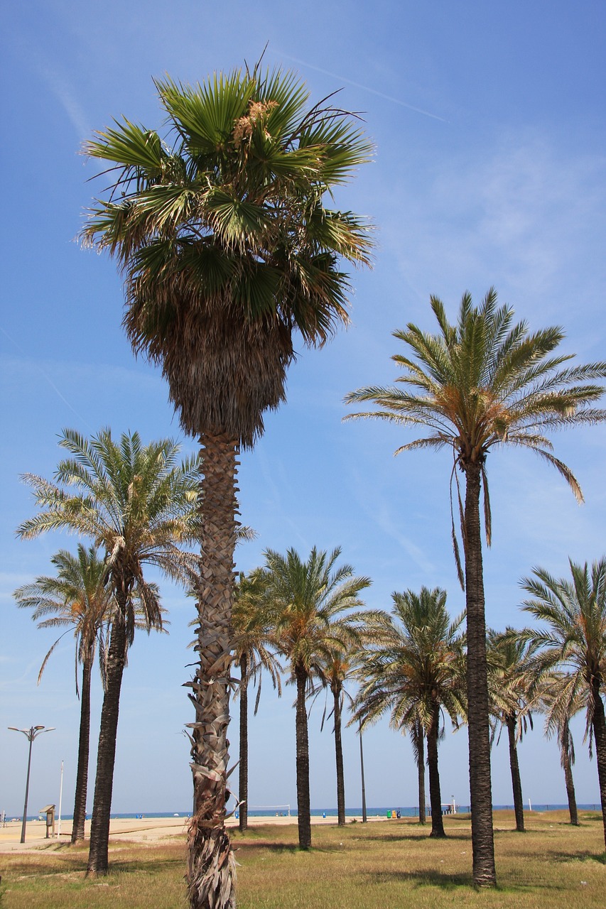 Malvarrosa Beach
