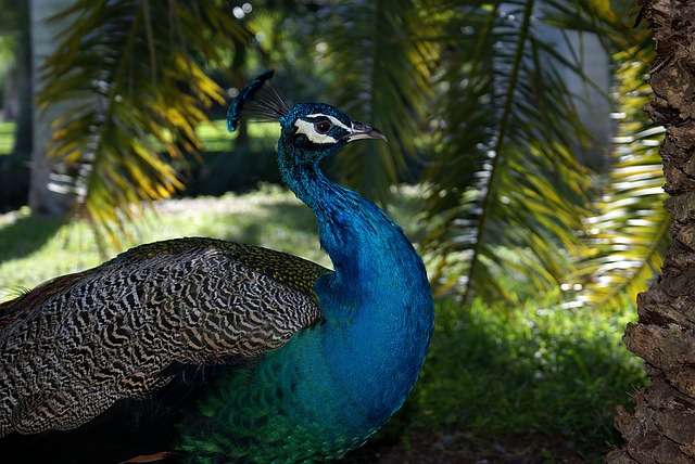 Gajner Wildlife Sanctuary