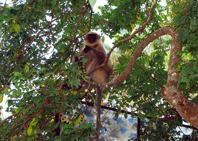 Nargu Wildlife Sanctuary