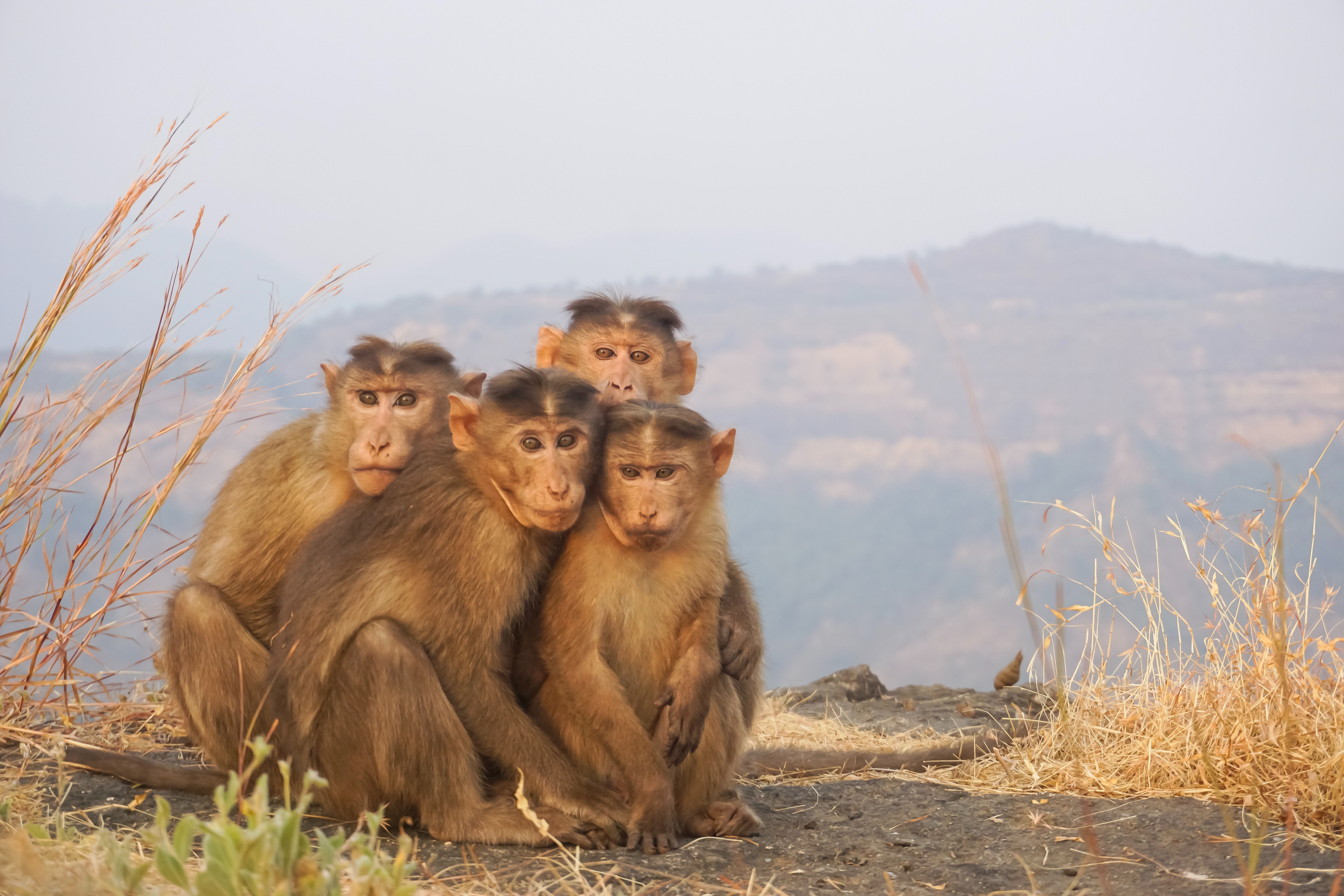 Monkey Point